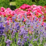 Qualitätsmarken bei Düften im Wellnessbereich Qualitätsmarken bei Düften im Wellnessbereich